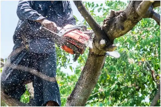 tree services Honea Path